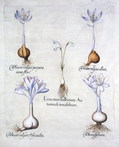 Podzimní vločka a luční šafrány, od Hortus Eystettensis, Basil Besler (1561-1629), hospoda. 1613 (ručně kolorovaná rytina) od German School
