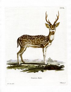 Axis Deer (barevné rytí) od German School