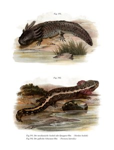 Axolotl (barevní členové) od German School