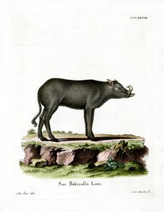 Babirusa (barevná rytina) od German School