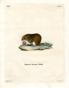 Bank Vole (barevné rytí) od German School