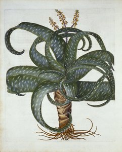 Barbados Aloe, od Hortus Eystettensis, od Basila Beslera (1561-1629) hospoda. 1613 od German School