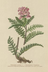 Všivec červená (Pedicularis recutita) od German School