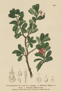 Medvědice lékařská (Arctostaphylos Uva ursi, Arctostaphylos officinalis) od German School