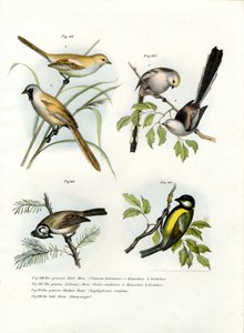 Parrotbill vousatý, 1864 od German School