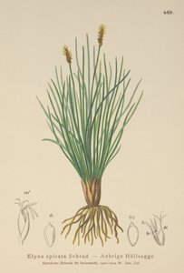 Ostřice bahenní (Kobresia myosuroides, Elyna myosuroides, Kobresia bellardii, Elyna bellardii, Elyna scirpina, Elyna spicata) od German School