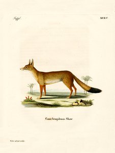 Bengal Fox (barevná rytina) od German School