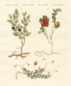 Berry keře od German School