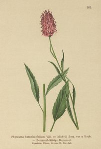 Rampion betonový (Phyteuma betonicaefolium) od German School
