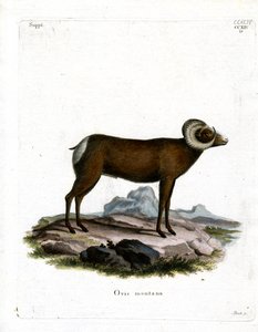 Bighorn ovce (barevné rytí) od German School