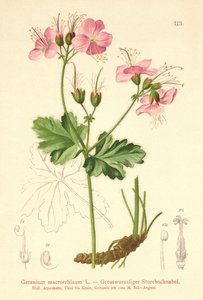 Geranium bigroot (Geranium macrorrhizum) od German School