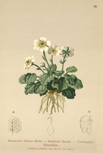 Pryskyřník pravý (Ranunculus bilobus, Ranunculus Bertolonii) od German School