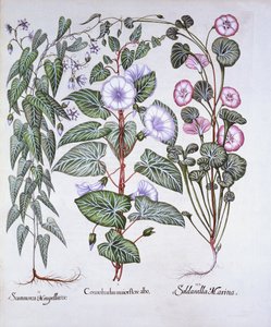 Svlačec, psi Bane a Mořská svlačec, od Hortus Eystettensis, Basil Besler (1561-1629), pub. 1613 (ručně kolorovaná rytina) od German School