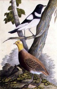 Drozd černohrdlý (Turdus ruficollis) a koroptev (Perdix perdix), c.1740 (akvarel na papíře) od German School