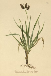 Ostřice alpská (Carex atrata) od German School