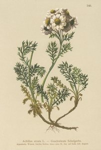 Řebříček černý (Achillea atrata) od German School