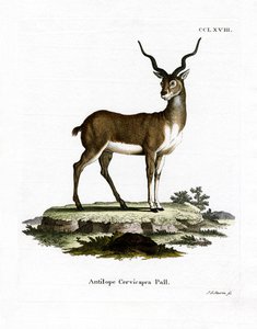 Blackbuck (barevné rytí) od German School