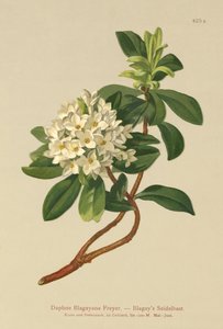 Blagays Daphne (Daphne Blagayana Freyer) od German School