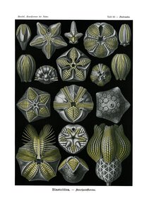 Blastoidea, 1899-1904 od German School