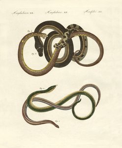Blindworms od German School