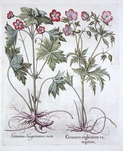 Krvavý Cranesbill a Bigroot Cranesbill, od Hortus Eystettensis, Basil Besler (1561-1629), hospoda. 1613 (ručně kolorovaná rytina) od German School
