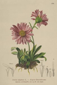 Modrá alpská sedmikráska (Aster alpinus) od German School