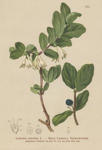 Zimolez modrý (Lonicera caerulea, Lonicera coerulea) od German School
