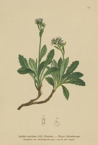 Modrá zední řeřicha (Arabis caerulea, Arabis coerulea) od German School
