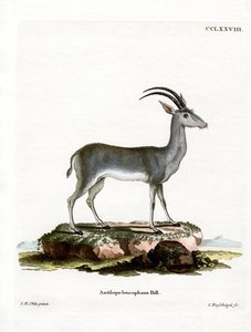 Bluebuck od German School