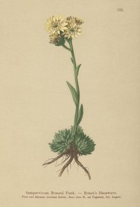 Slepice a kuřata Brauns (Sempervivum Braunii) od German School