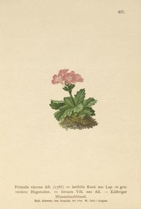 Prvosenka širokolistá (Primula viscosa, Primula latifolia, Primula hirsuta) od German School