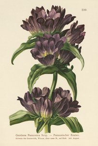 Hořec hnědý (Gentiana pannonica) od German School