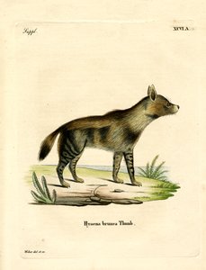 Hyena hnědá (barevné rytí) od German School