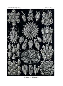 Bryozoa, 1899-1904 od German School