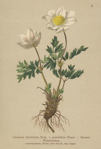Bursers Anemone (Anemone Burseriana, Anemone grandiflora) od German School