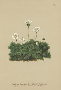 Bursers lomikámen (Saxifraga Burseriana) od German School