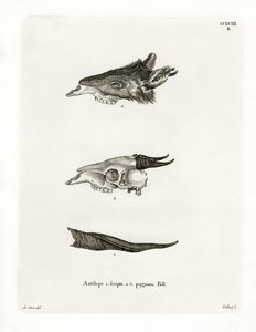 Bushbuck Horns (barevná rytina) od German School
