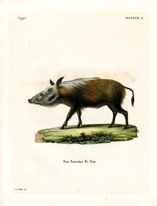 Bushpig (barevné rytí) od German School