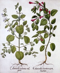 Calamints, od Hortus Eystettensis, od Basila Beslera (1561-1629), pub. 1613 (ručně kolorovaná rytina) od German School