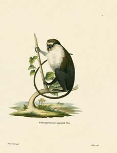 Campbellova Mona Monkey od German School
