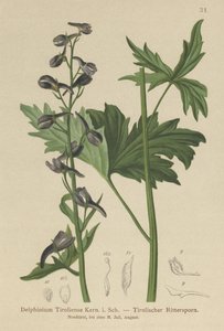 Svíčka Larkspur (Delphinium elatum, Delphinium tiroliense) od German School