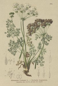 Candy Carrot (Athamanta Cretan) od German School
