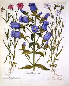 Canterbury Bells a Corn Cockles, od Hortus Eystettensis, Basil Besler (1561-1629), hospoda. 1613 (ručně kolorovaná rytina) od German School