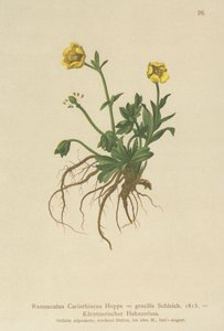 Pryskyřník korutanský (Ranunculus Carinthiacus, Ranunculus gracilis) od German School