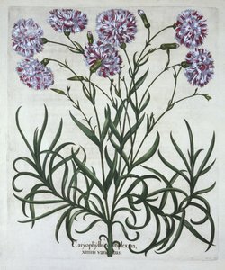 Karafiát, od Hortus Eystettensis, Basil Besler (1561-1629), hospoda. 1613 (ručně kolorovaná rytina) od German School