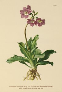 Prvosenka kraňská (Primula Carniolica) od German School
