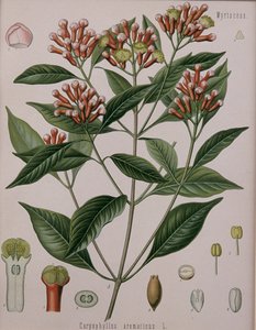 Caryophyllus Aromaticus (Hřebíček) od German School