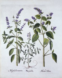 Catmintand Catnip, od Hortus Eystettensis, Basil Besler (1561-1629), hospoda. 1613 (ručně kolorovaná rytina) od German School