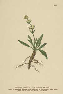 Keltský Spikenard (Valeriana celtica) od German School