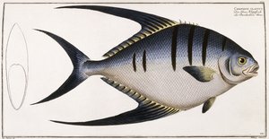 Chaetodon Glaucus, 1785-1788 od German School